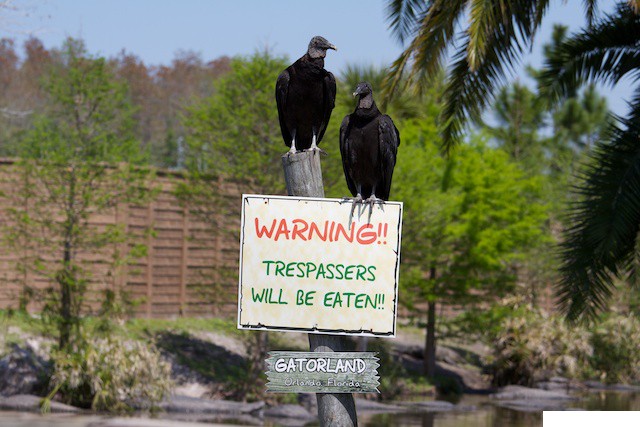 01-Gatorland, Orlando FL