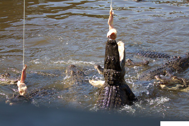 02-Gatorland, Orlando FL