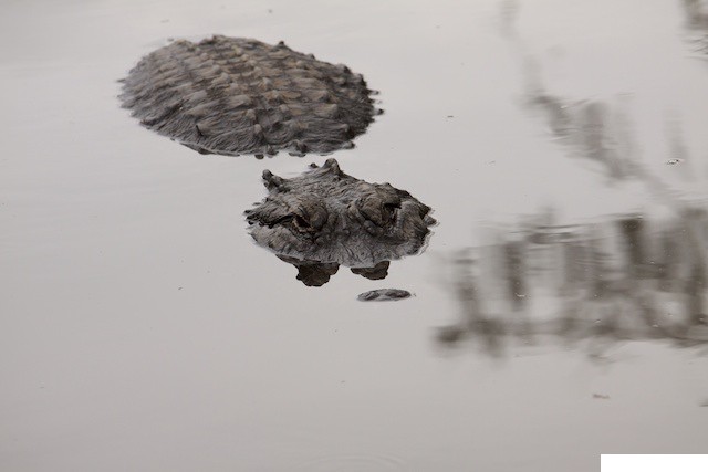 03-Gatorland, Orlando FL