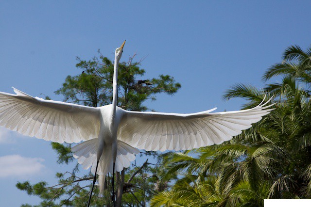 05-Gatorland, Orlando FL