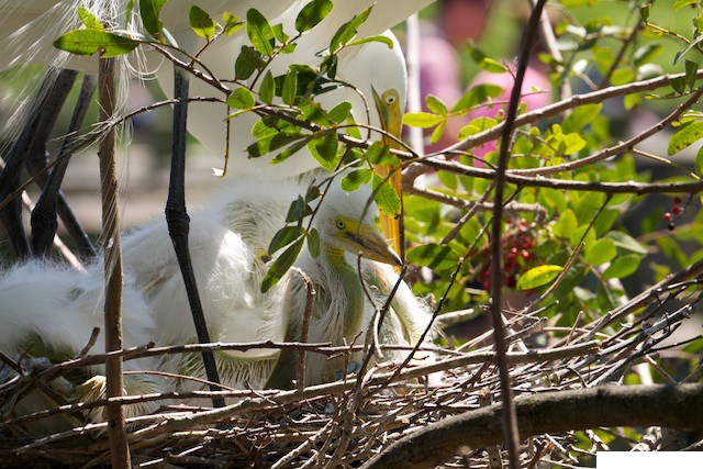 07-Gatorland, Orlando FL