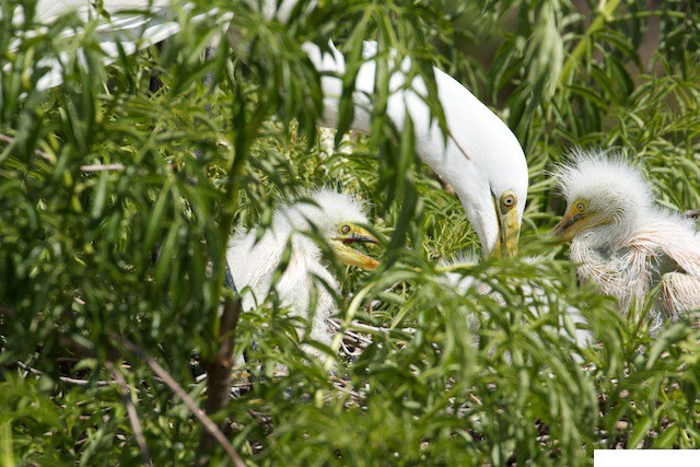 08-Gatorland, Orlando FL