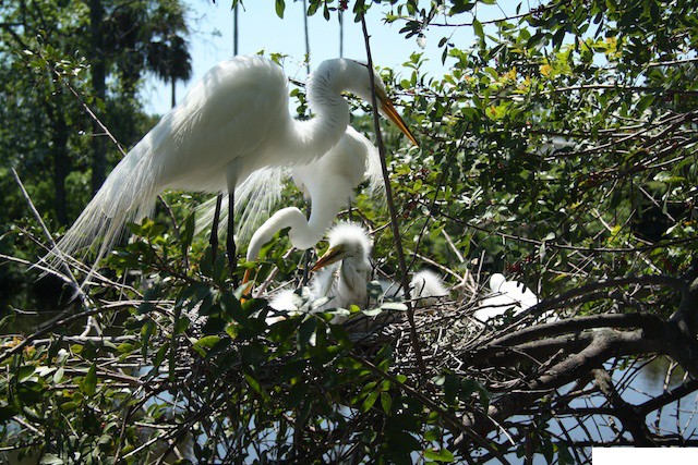 09-Gatorland, Orlando FL