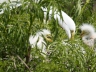 08-Gatorland, Orlando FL