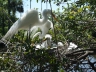 09-Gatorland, Orlando FL